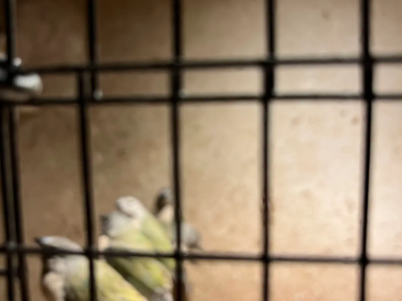 Billede 3 - goldaminer