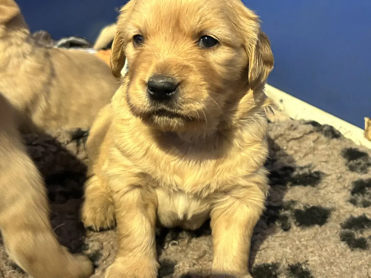 Billede 13 - Skønne Golden Retriever 