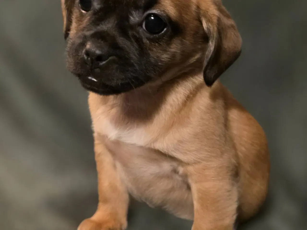 Billede 1 - Jack Russel Mix