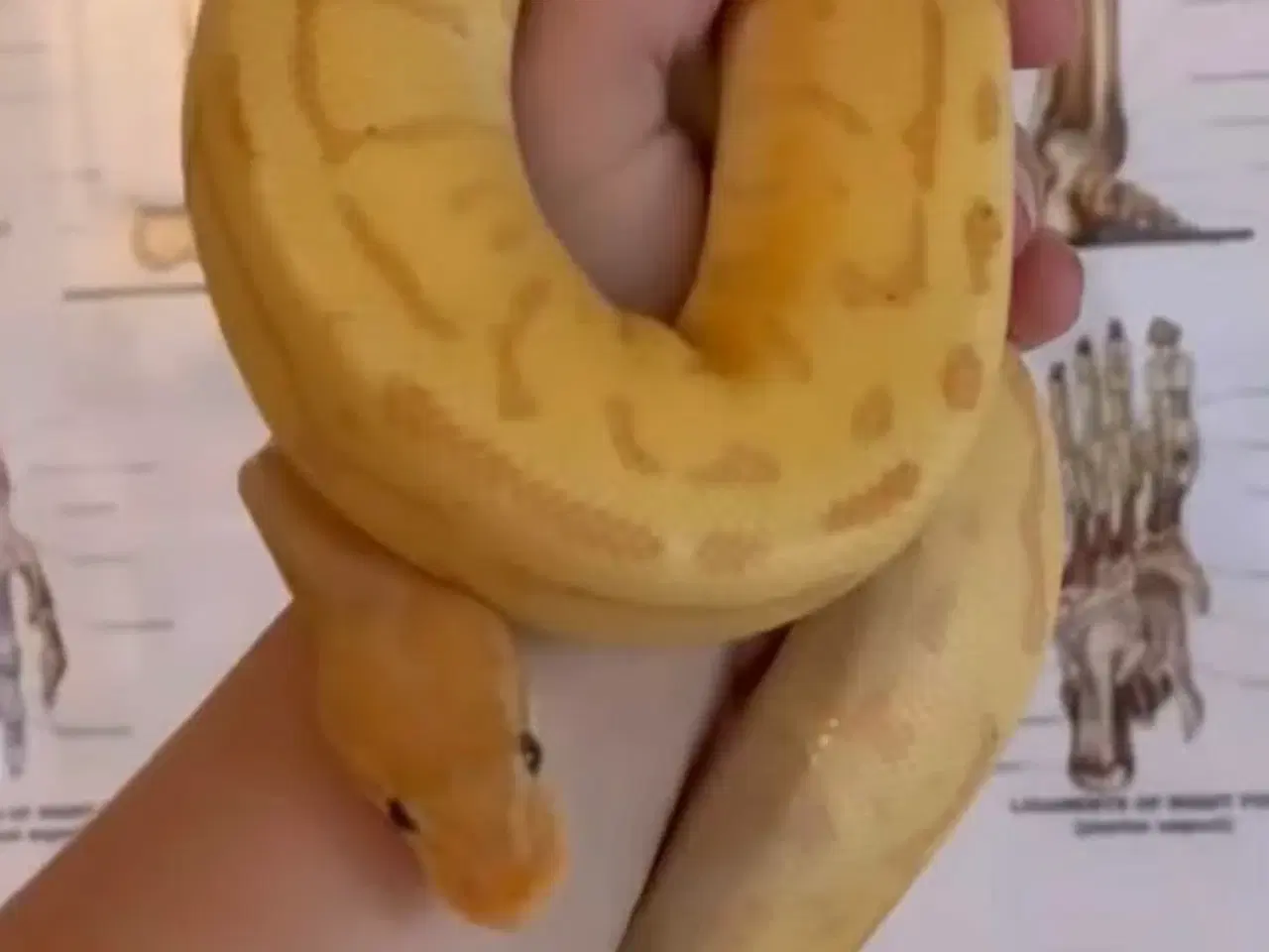 Billede 2 - Leopard Pinstripe Banan HET Pied