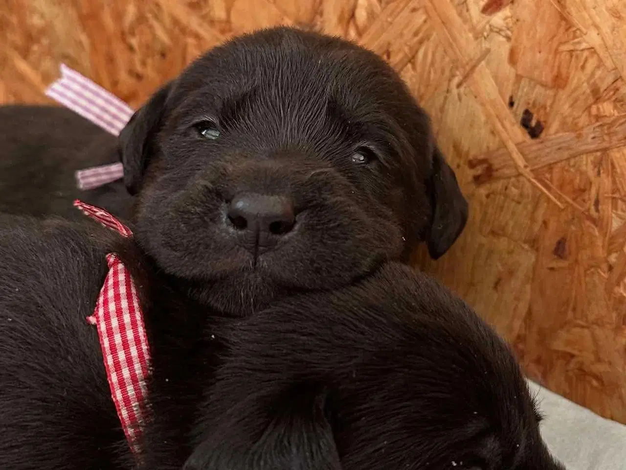Billede 4 - Skønne labrador sælges
