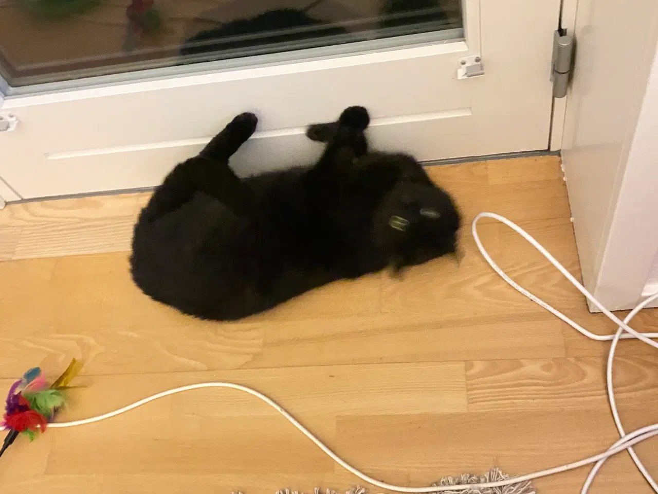 Billede 4 - Steriliseret hunkat søger nyt hjem