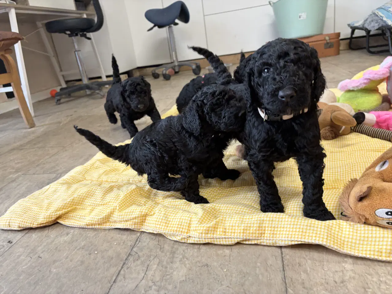 Billede 13 - Ægte mellem/ stor puddel babyer 