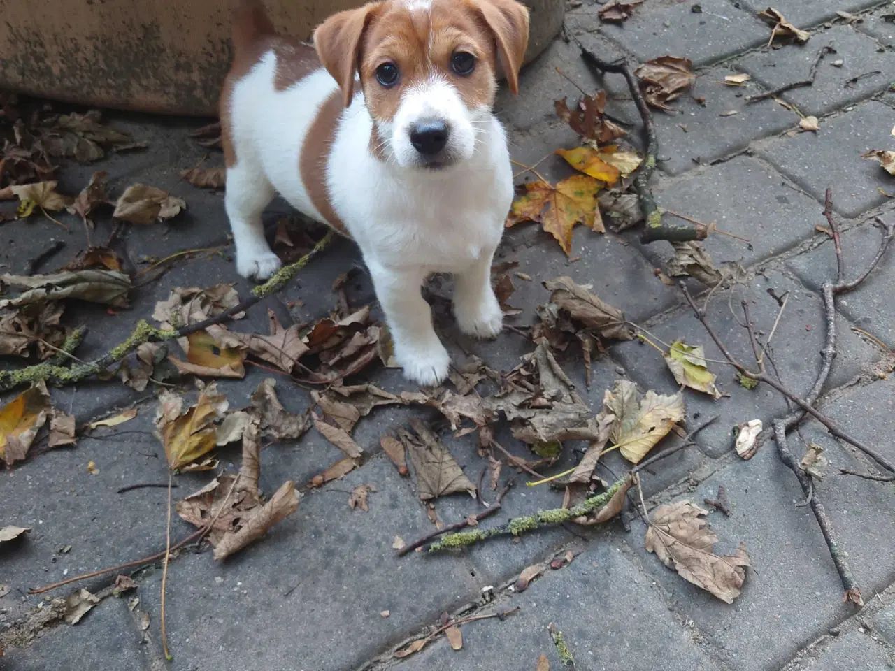 Billede 3 - Jack Russell hvalpe 