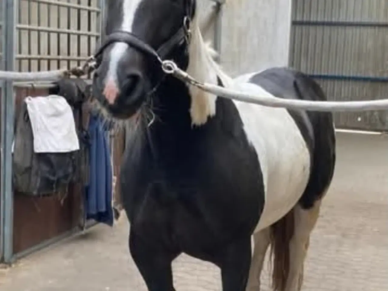 Billede 4 - Pony Til Salg projecthest