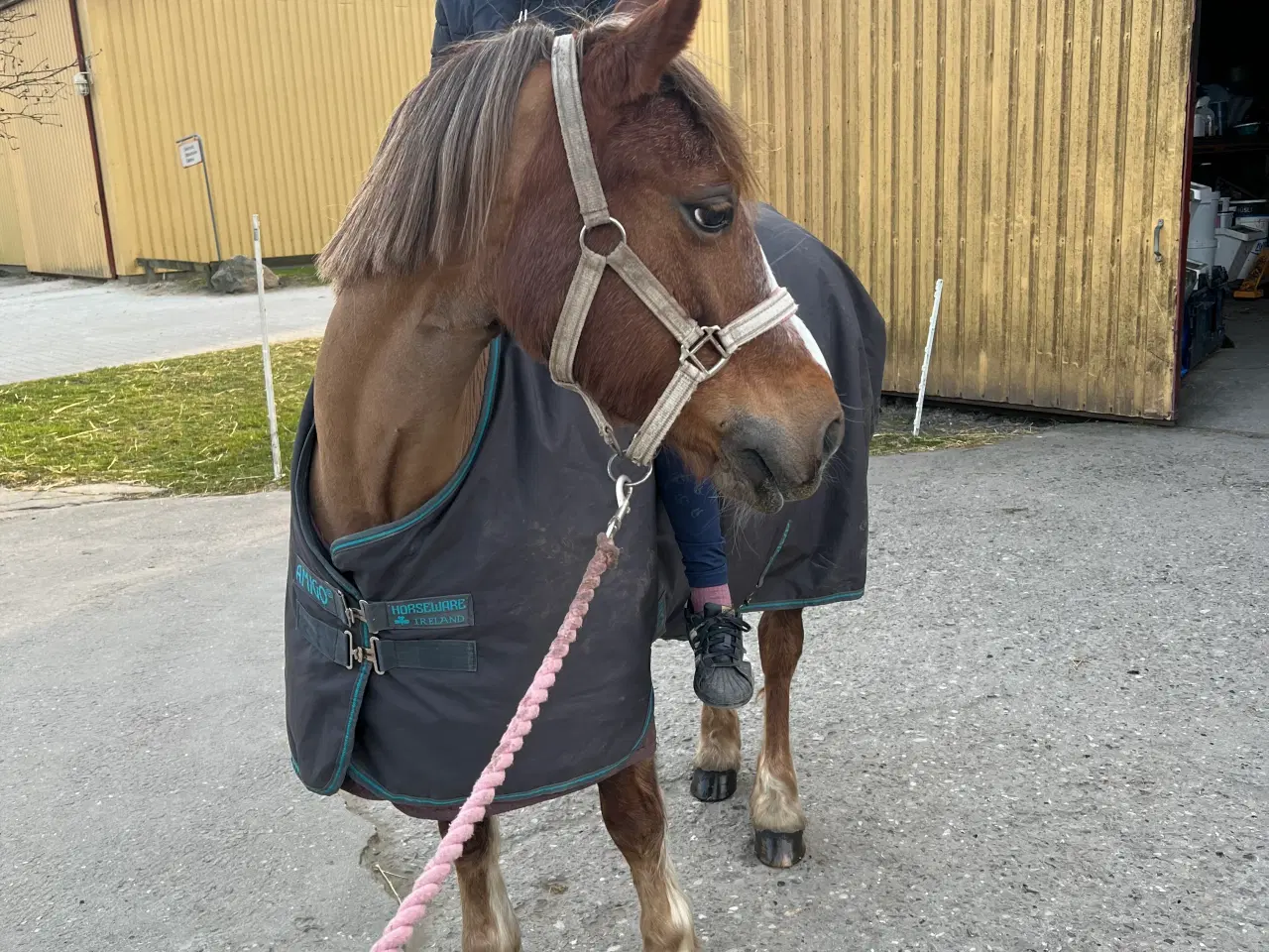 Billede 5 - Skønneste børne pony