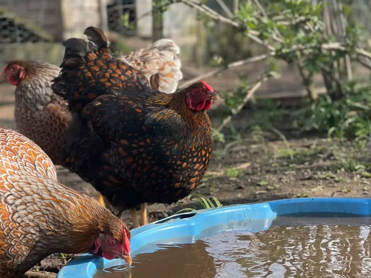 Billede 5 - Daggamle kyllinger og rugeæg 