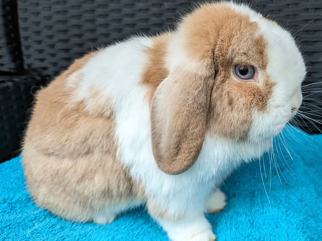 Billede 5 - Minilop kaninpar