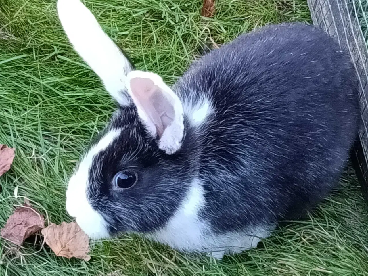 Billede 5 - Hvid Land/Hollænder kuld til salg.