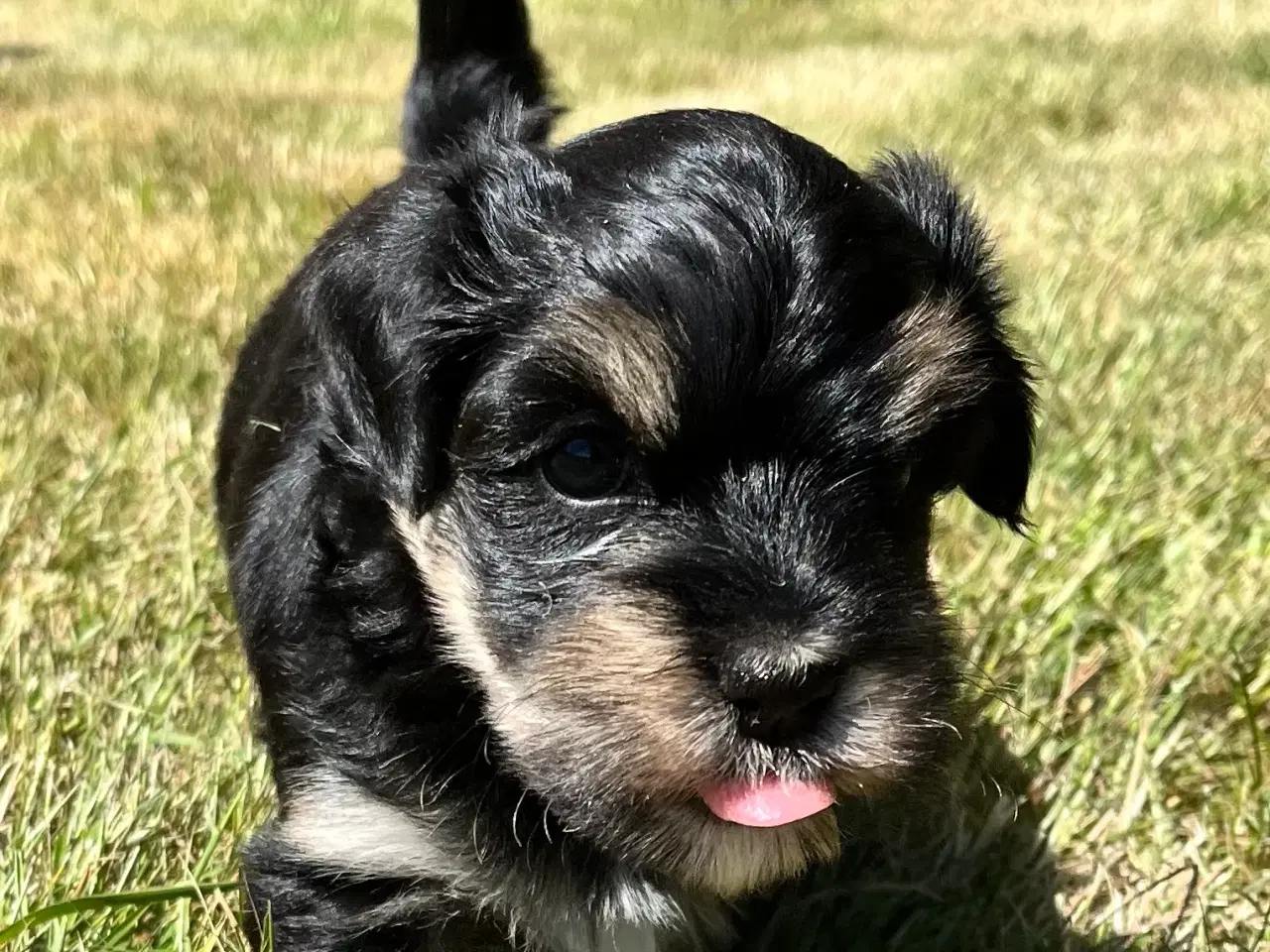 Billede 2 - Klar til sommerferien - Bichon Havanaise hvalpe 