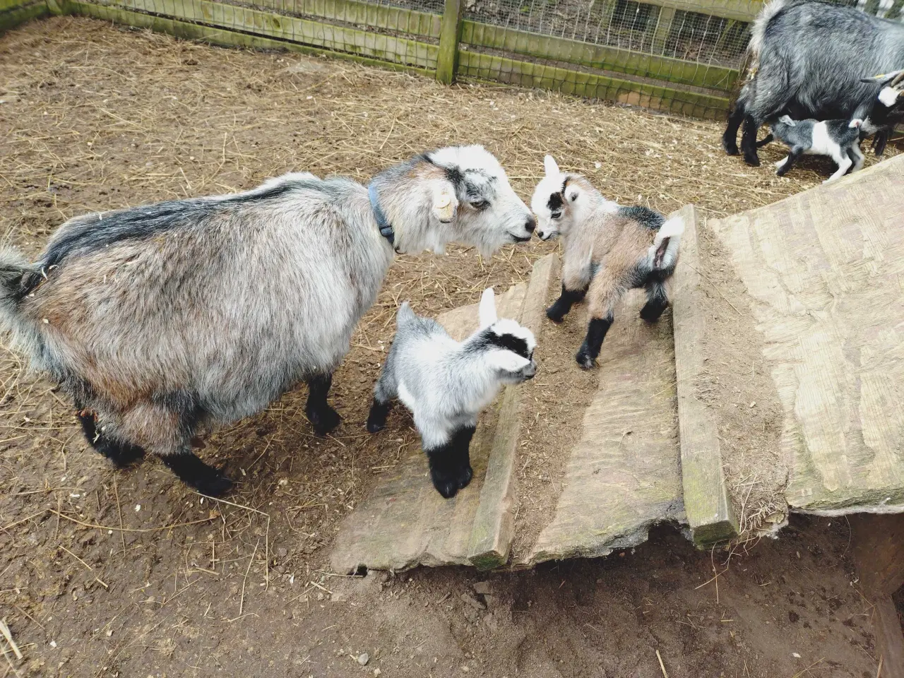 Billede 5 - Dværg gede kid 