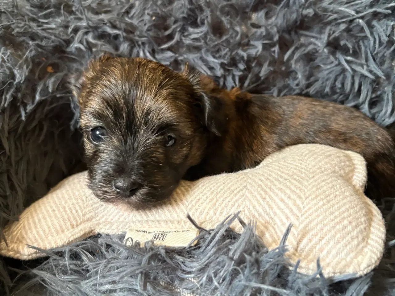 Billede 3 - Hava hvalpe 