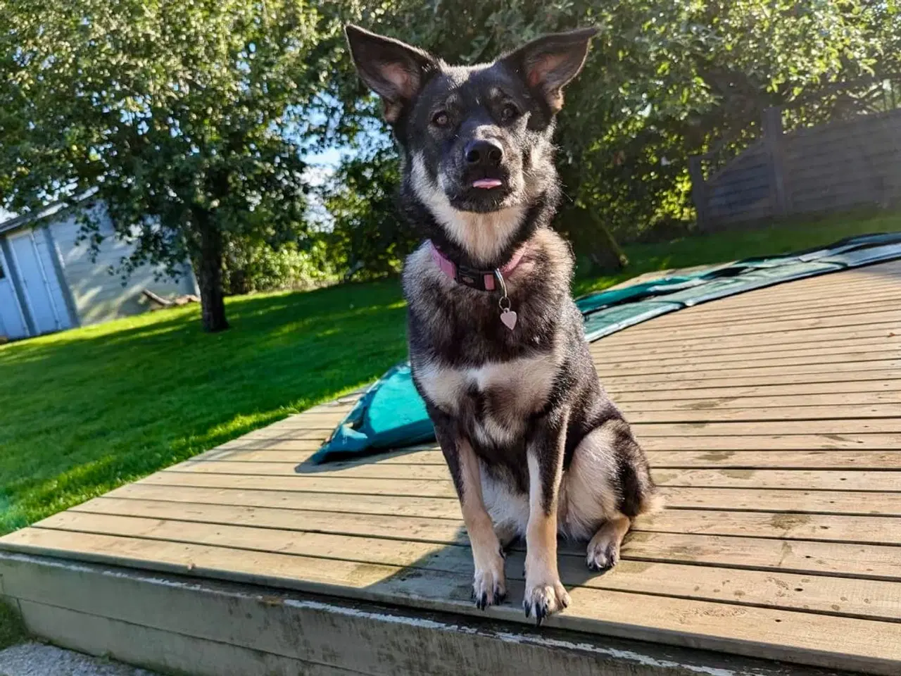 Billede 5 - ⭐️Se her⭐️ Søde Tubs leder efter sit forevige hjem