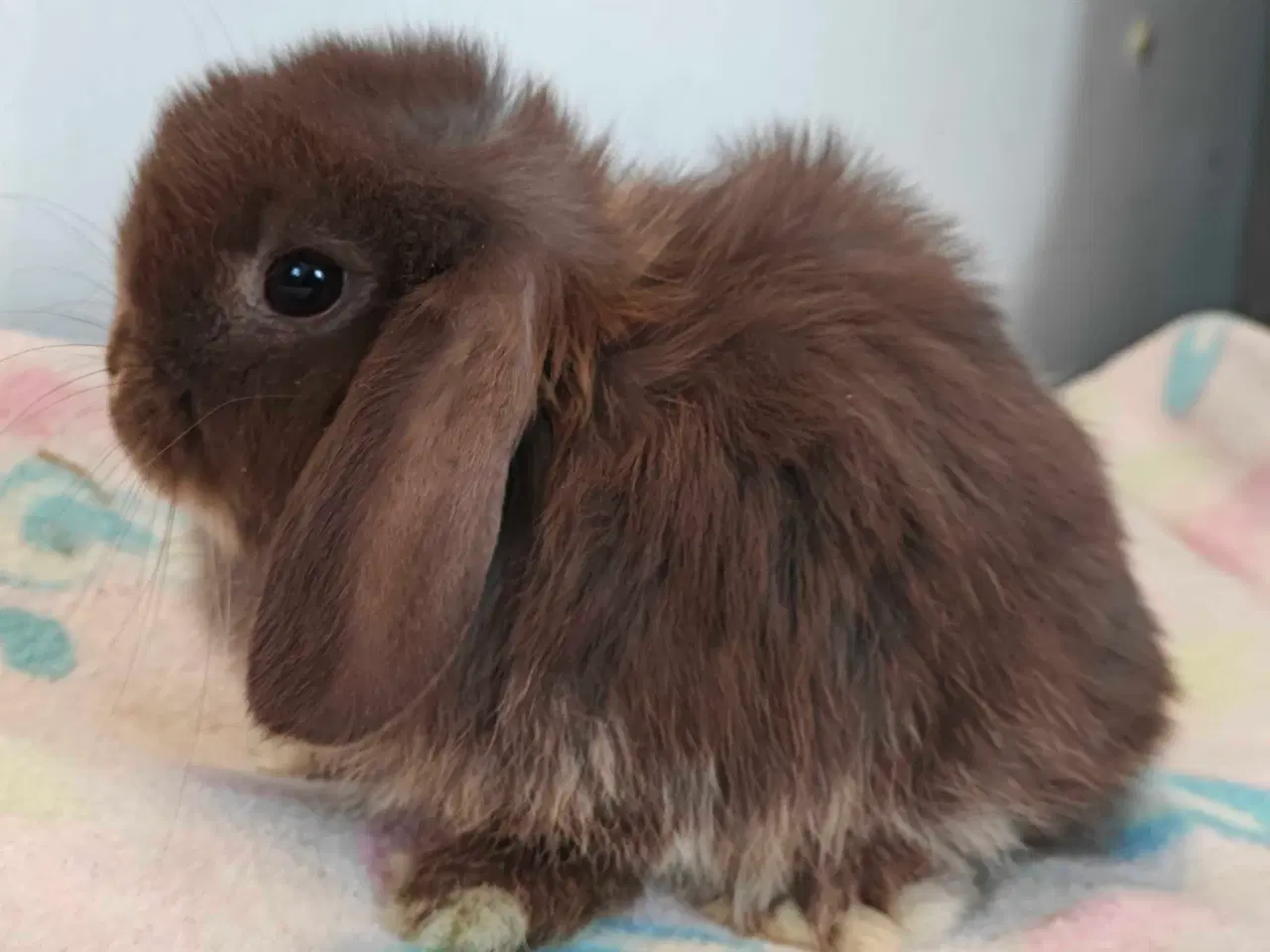 Billede 15 - Minilop