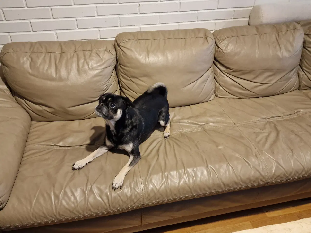 Billede 4 - Hund søger nyt hjem