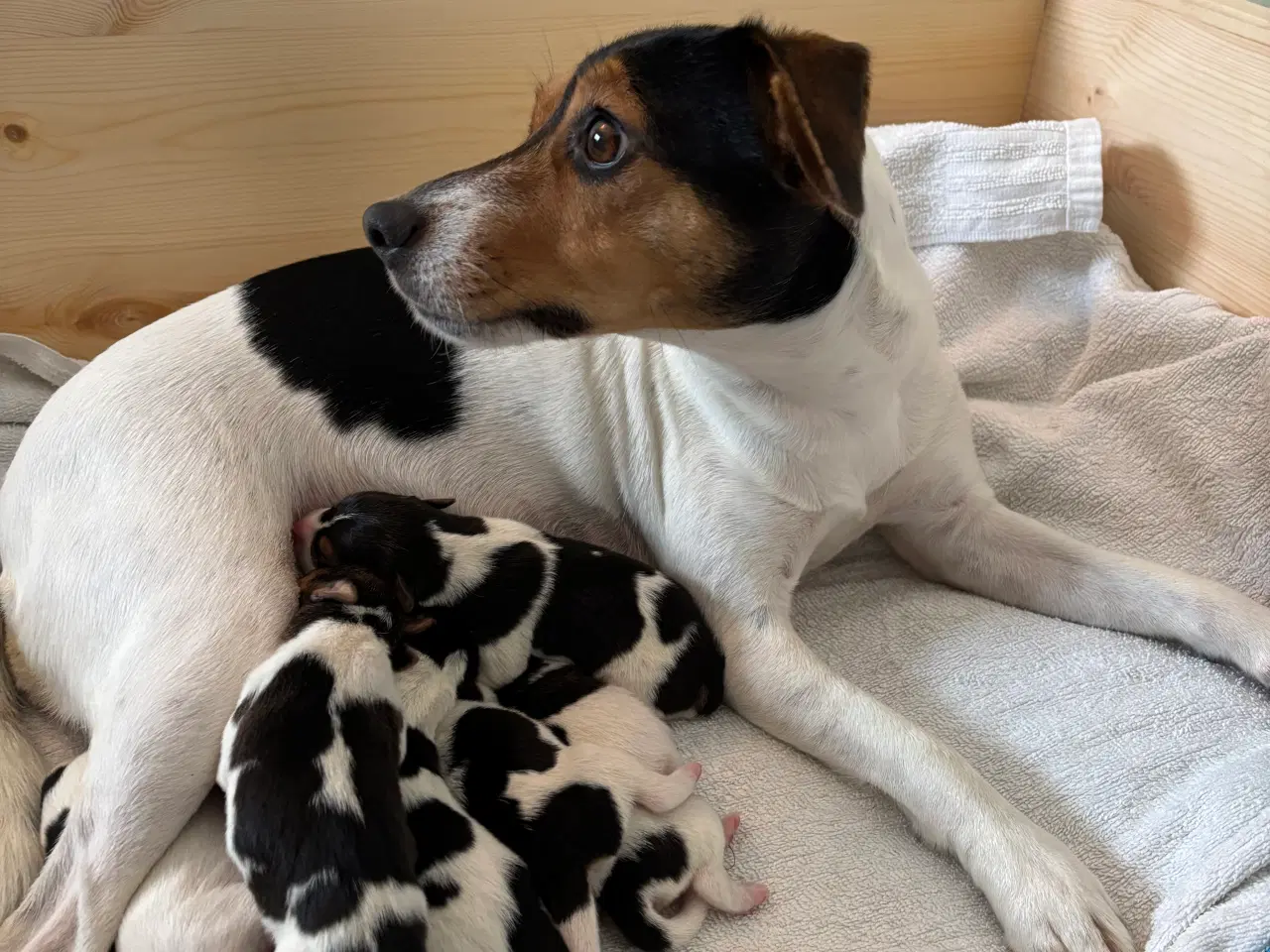 Billede 4 - Attraktive Anton - Tilbydes til avl