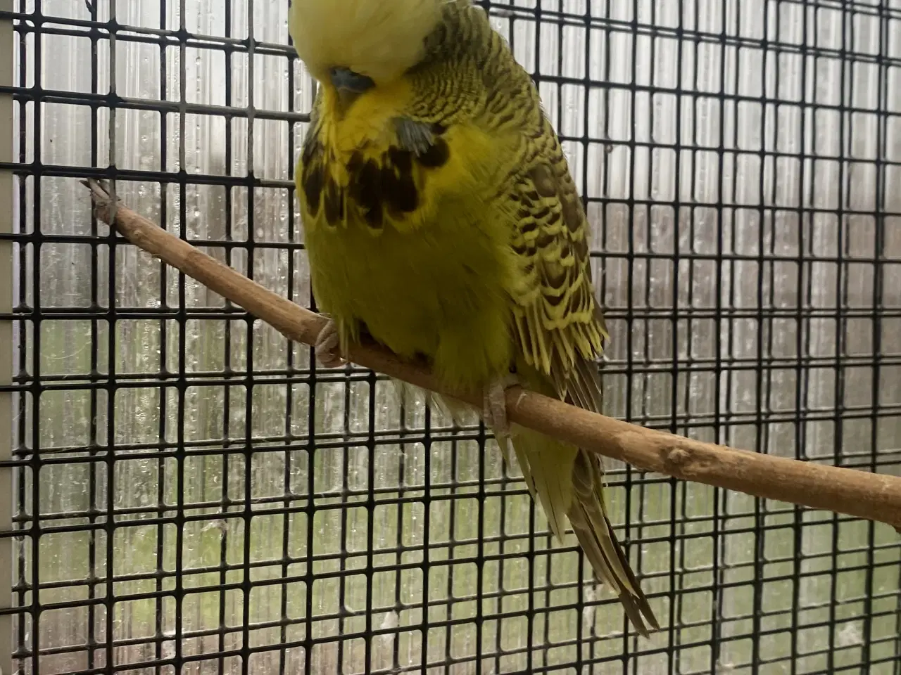 Billede 1 - Flot engelsk han