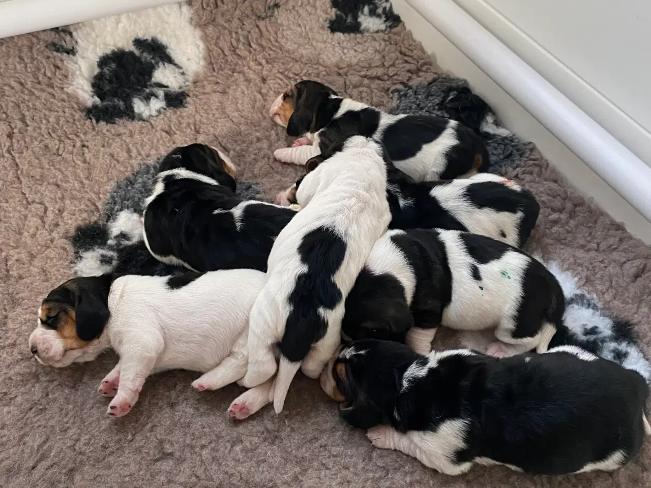 Billede 2 - Basset Hound hvalpe