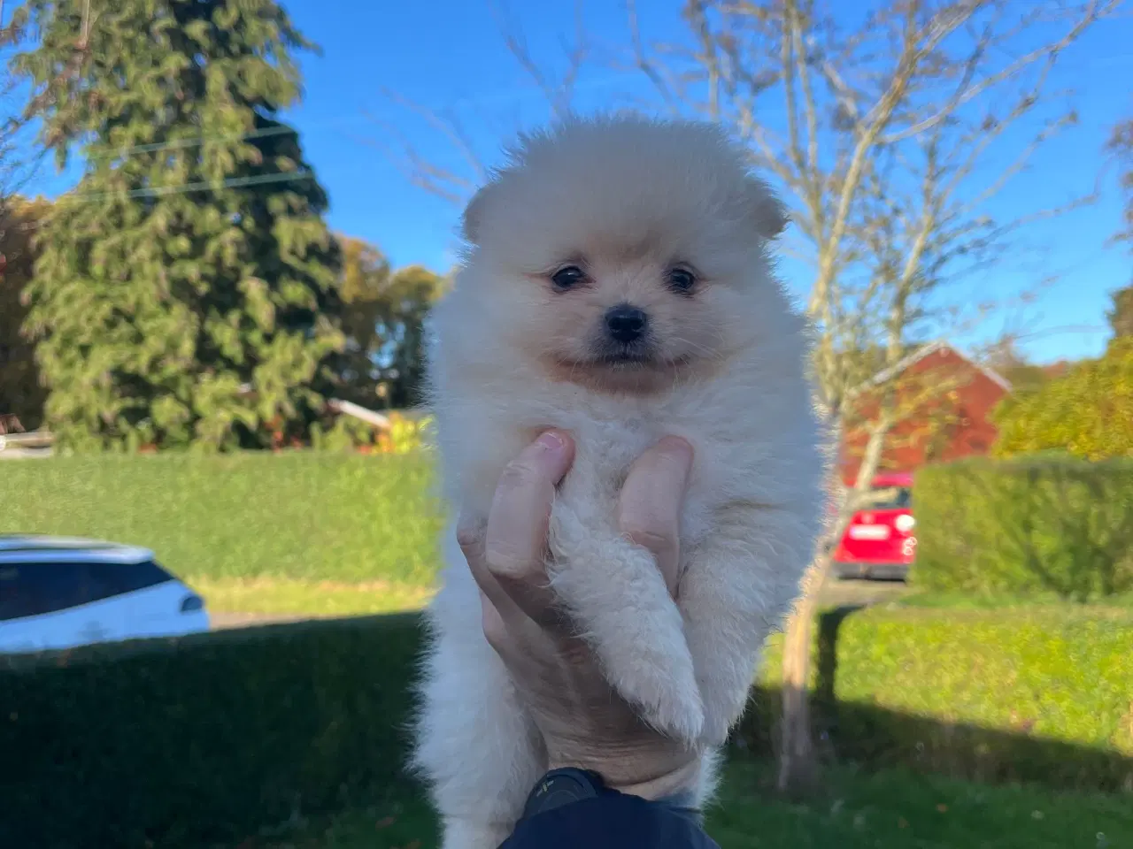 Billede 1 - Så der kun lille Ludvig tilbage