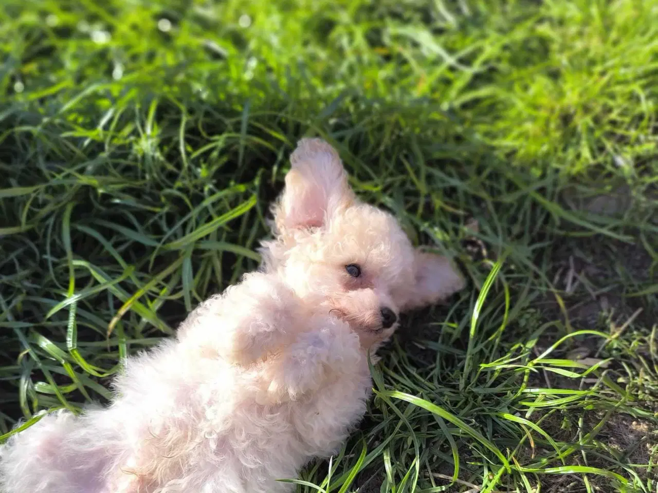 Billede 2 - Cavapoo mini