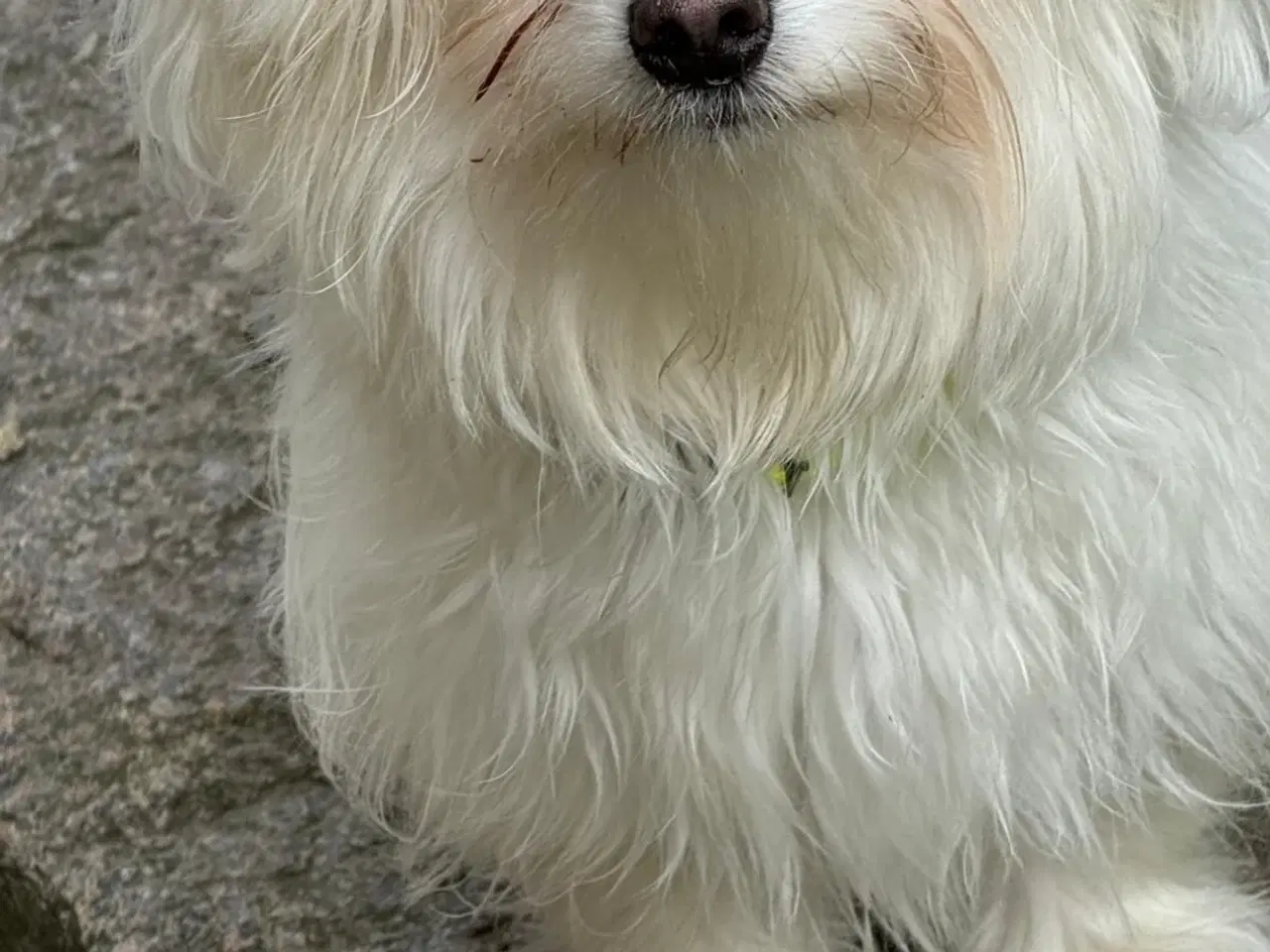 Billede 2 - Mini Malteser søger nyt hjem