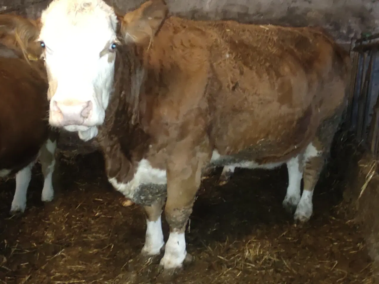 Billede 3 - Simmentaler 