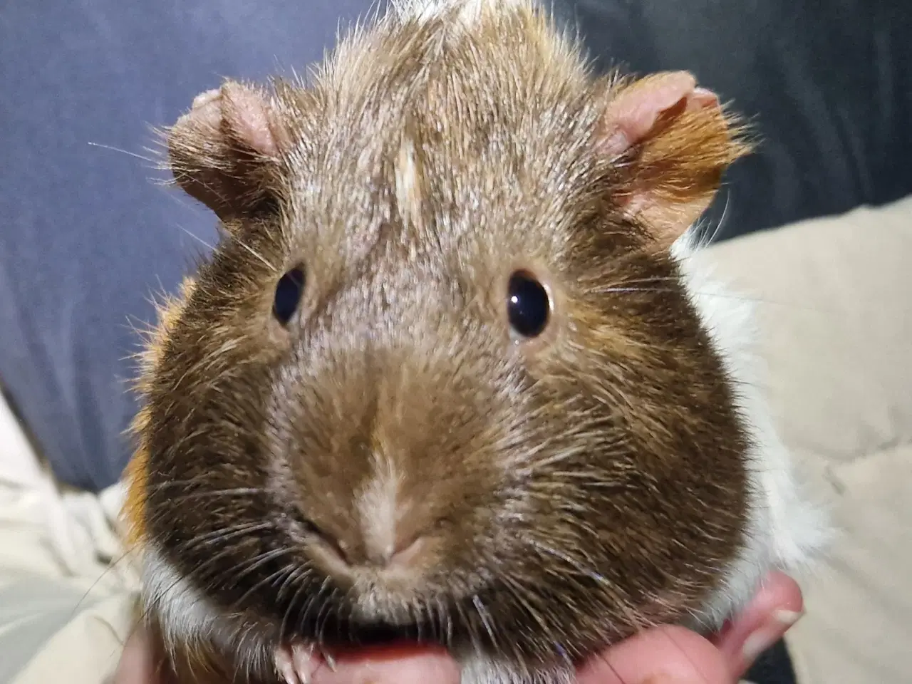 Billede 1 - 2 hun Rosette unger, søstre 