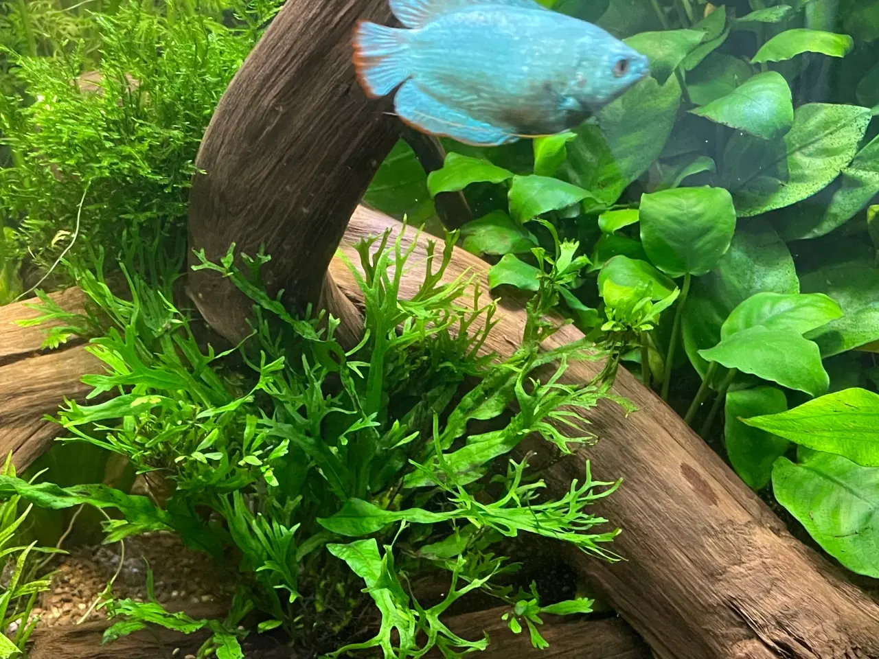 Billede 5 - Akvarie med fisk