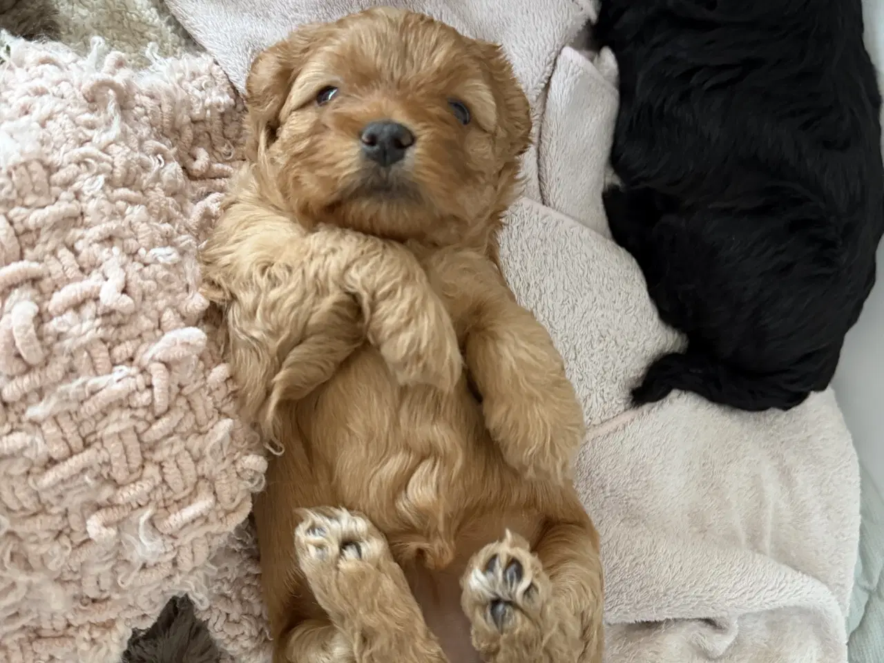 Billede 1 - Shihpoo / shih tzu blandet med puddel 