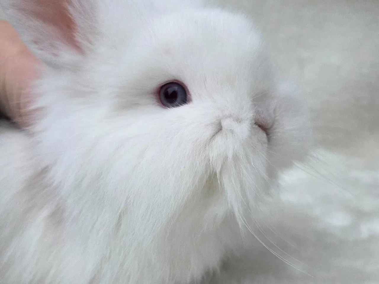 Billede 5 - Minilop / lionlop unger 