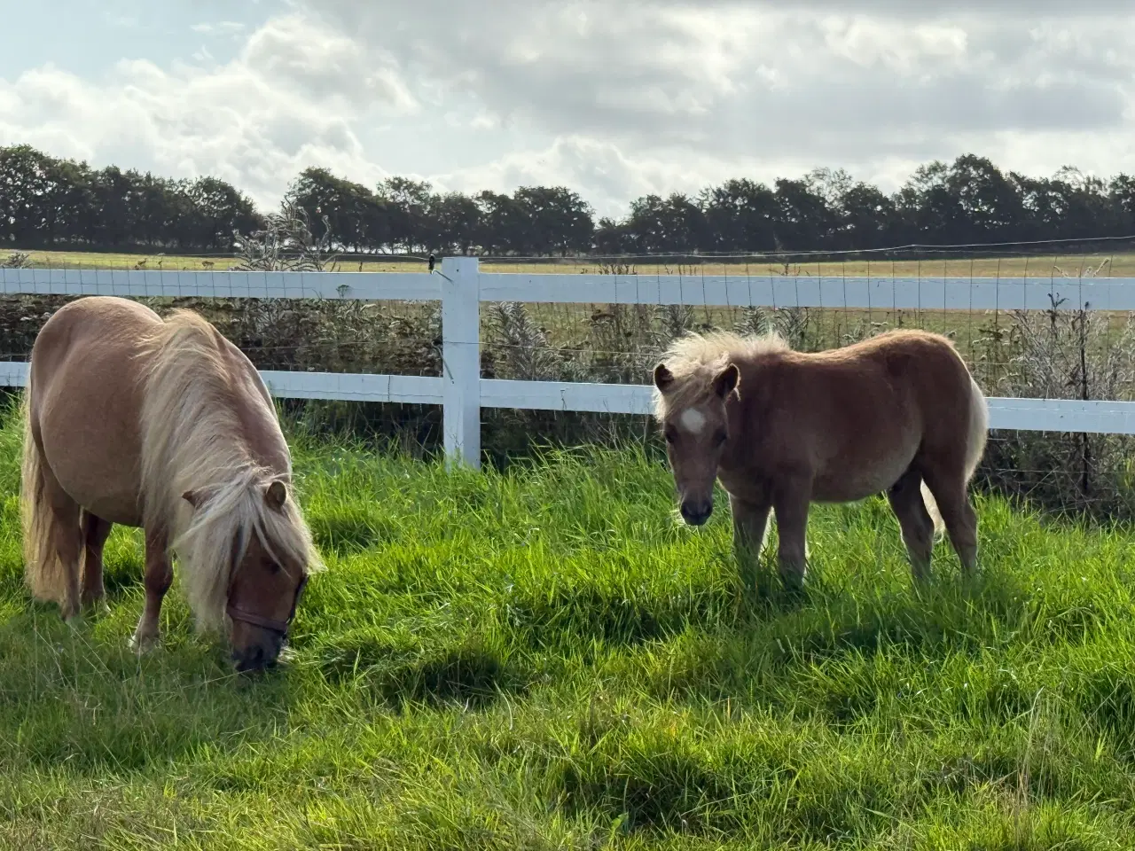 Billede 2 - Skøn mini pony 