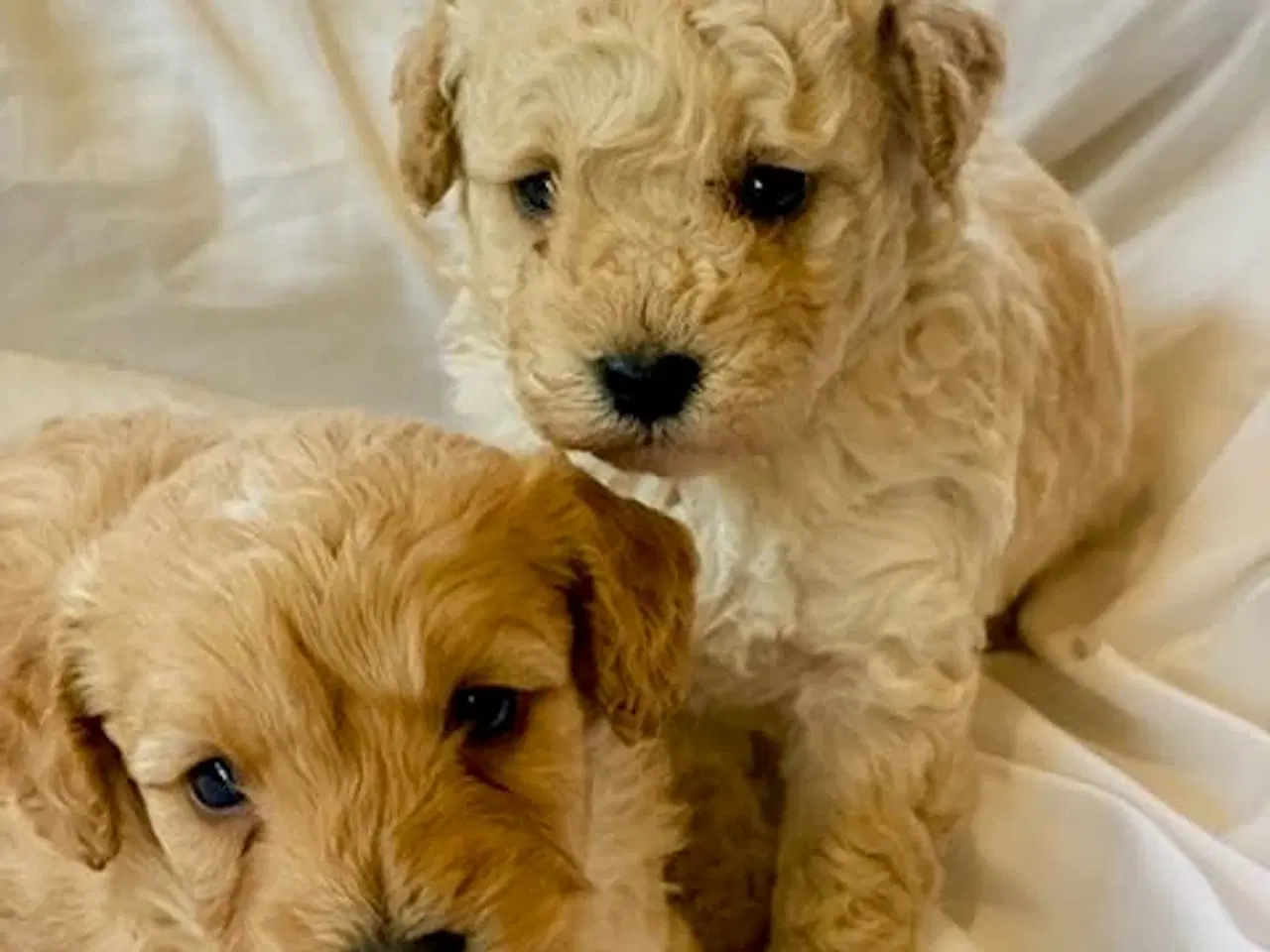 Billede 7 - Cavapoo hvalpe 