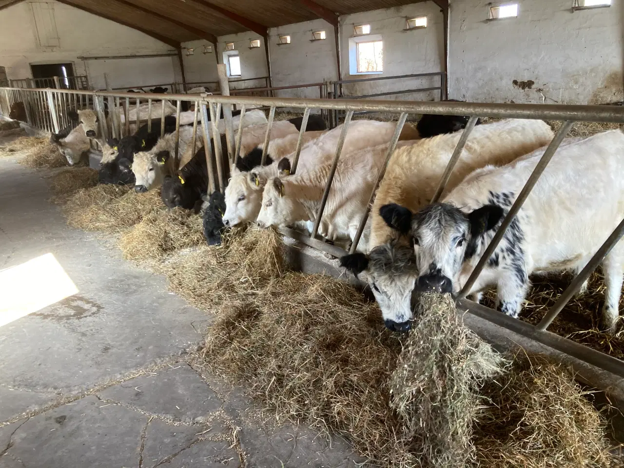 Billede 3 - Galloway kvier, løbekvier