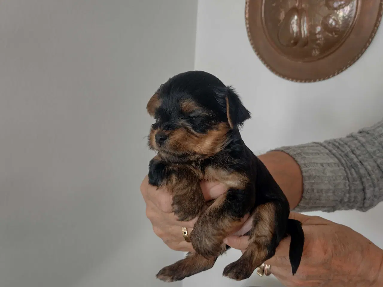 Billede 2 - Yorkshire Terrier hvalpe