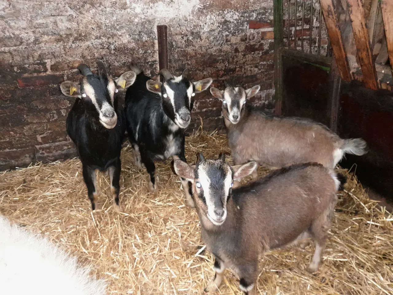 Billede 4 - Dværggeder 2 mødre 2 kid