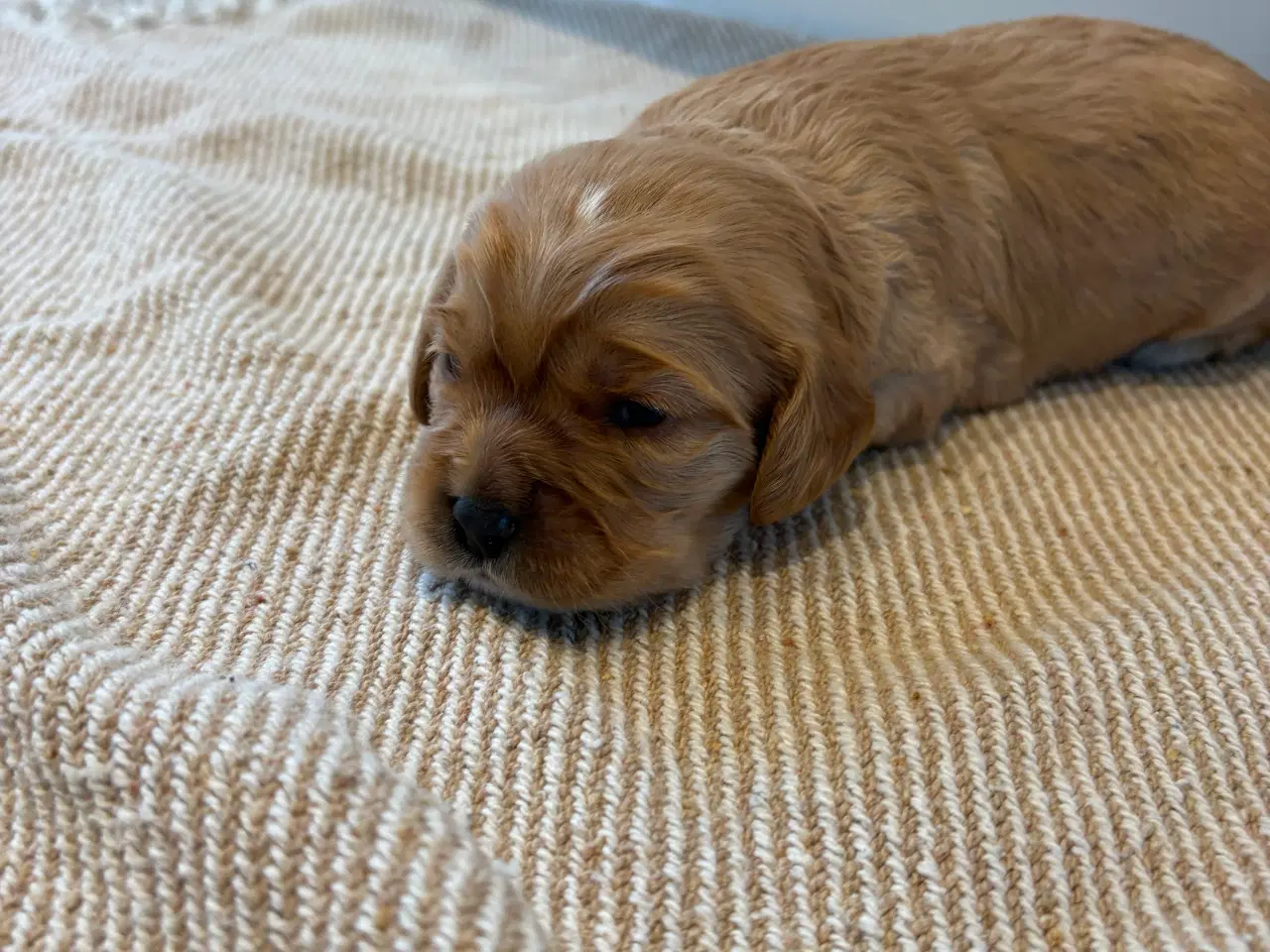Billede 8 - Cavapoo hvalpe 