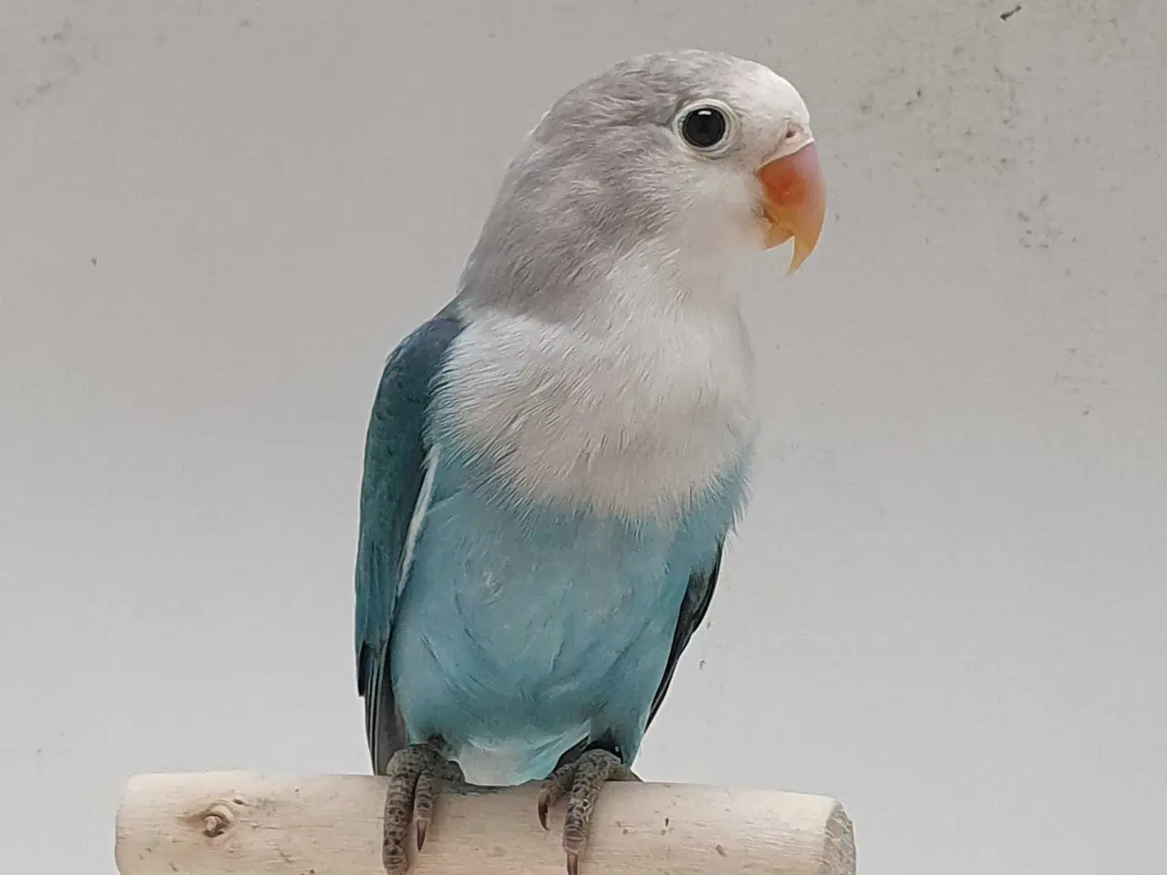 Billede 2 - Flot Dværgpapegøje Blå/Opaline