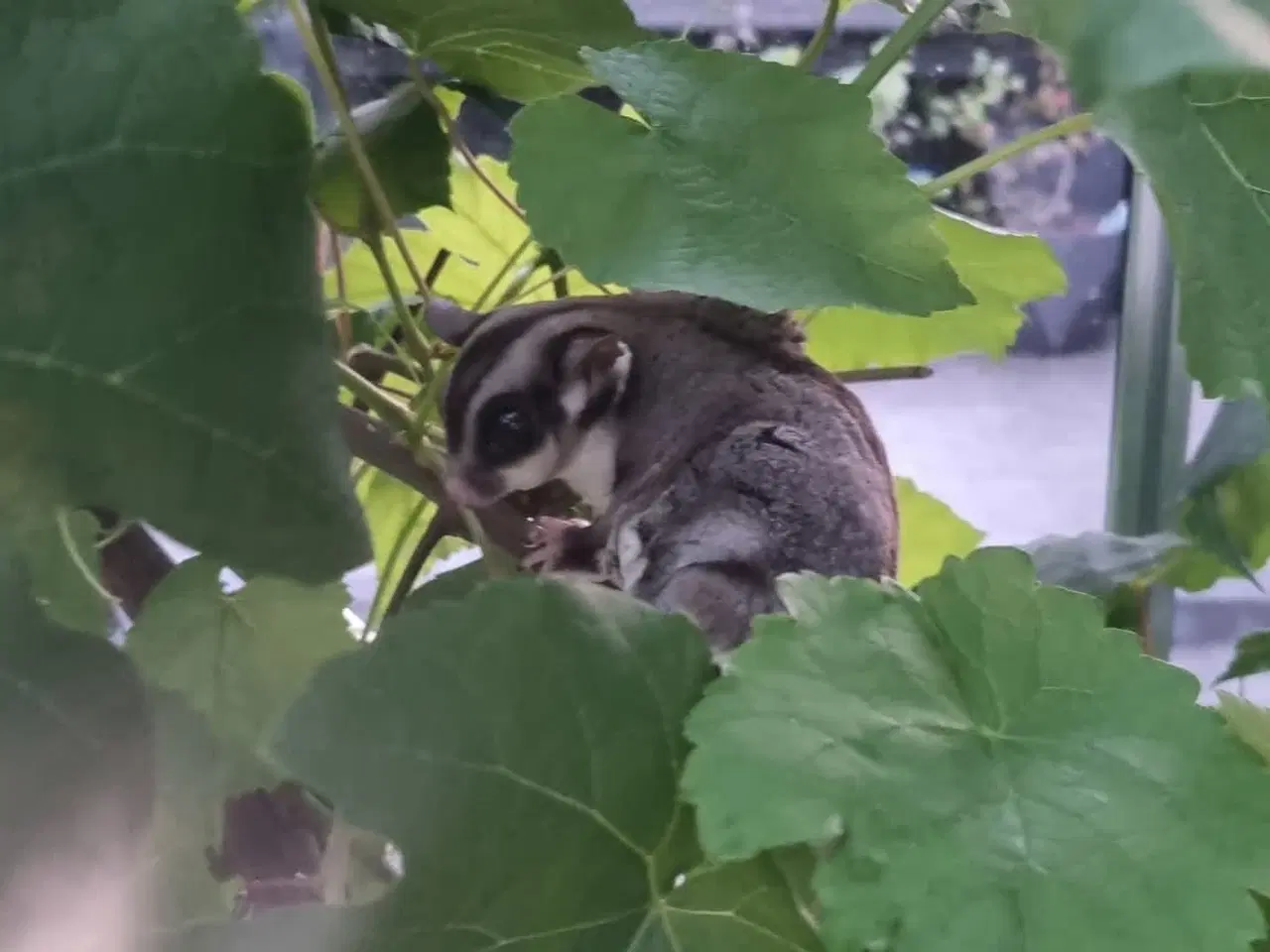 Billede 2 - Suger gliders