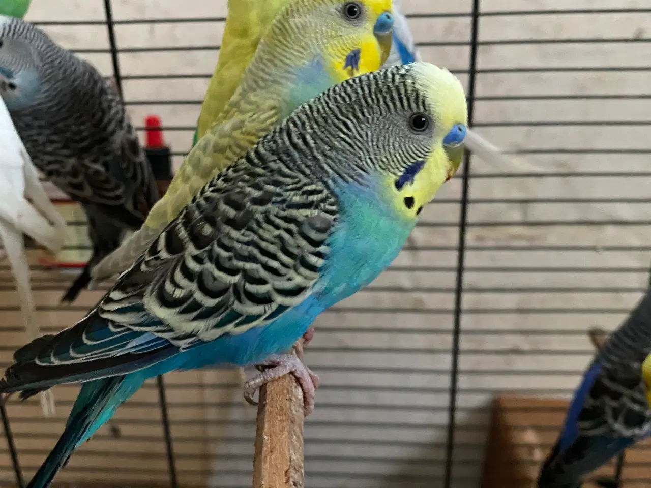 Billede 2 - Undulater