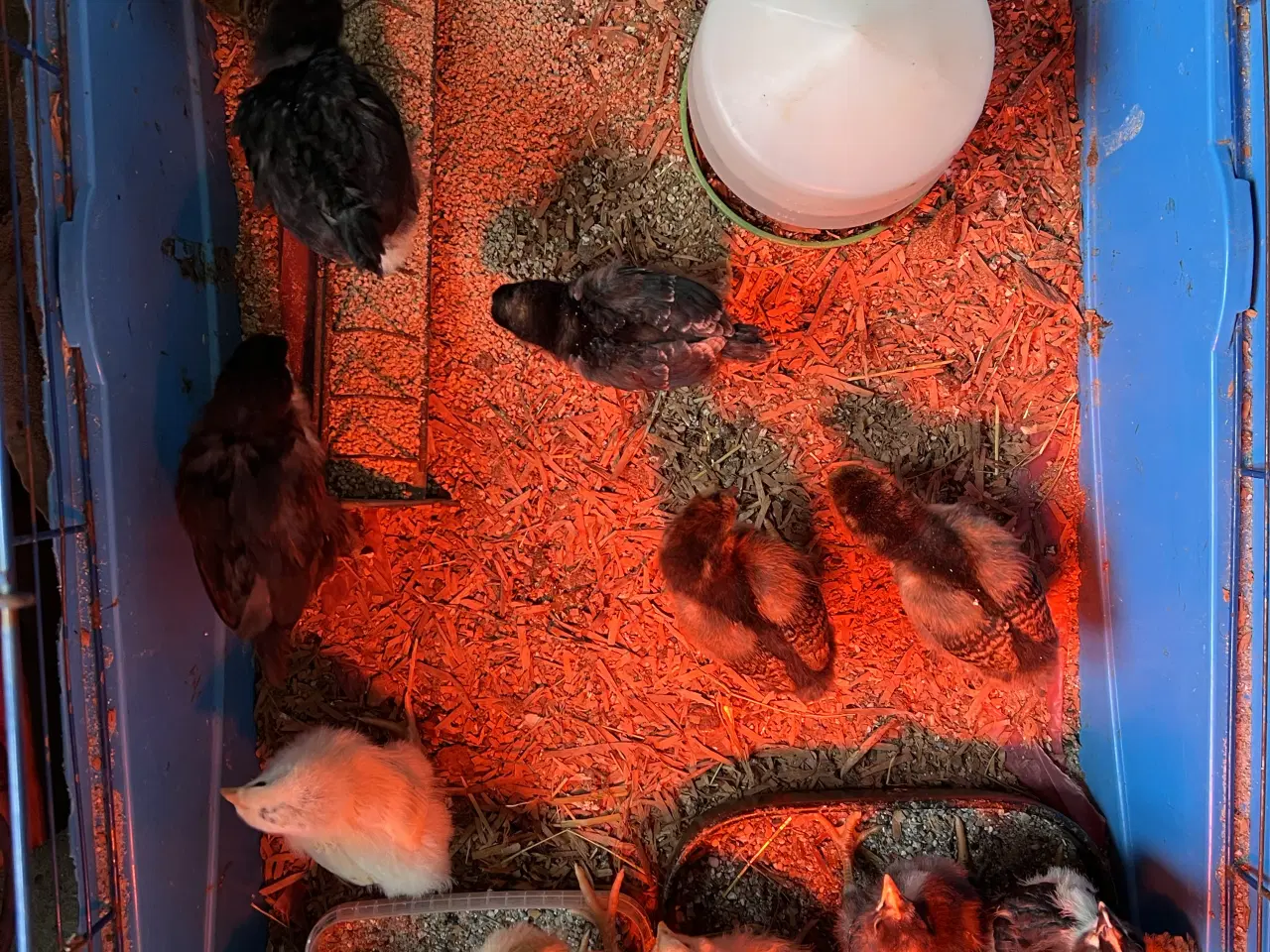 Billede 5 - Kyllinger i forskellige aldre