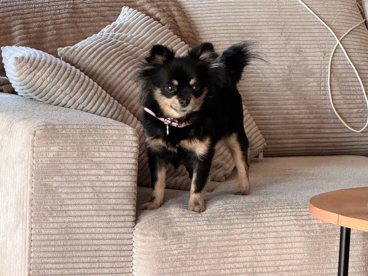 Billede 16 - Pomchi hvalpe 