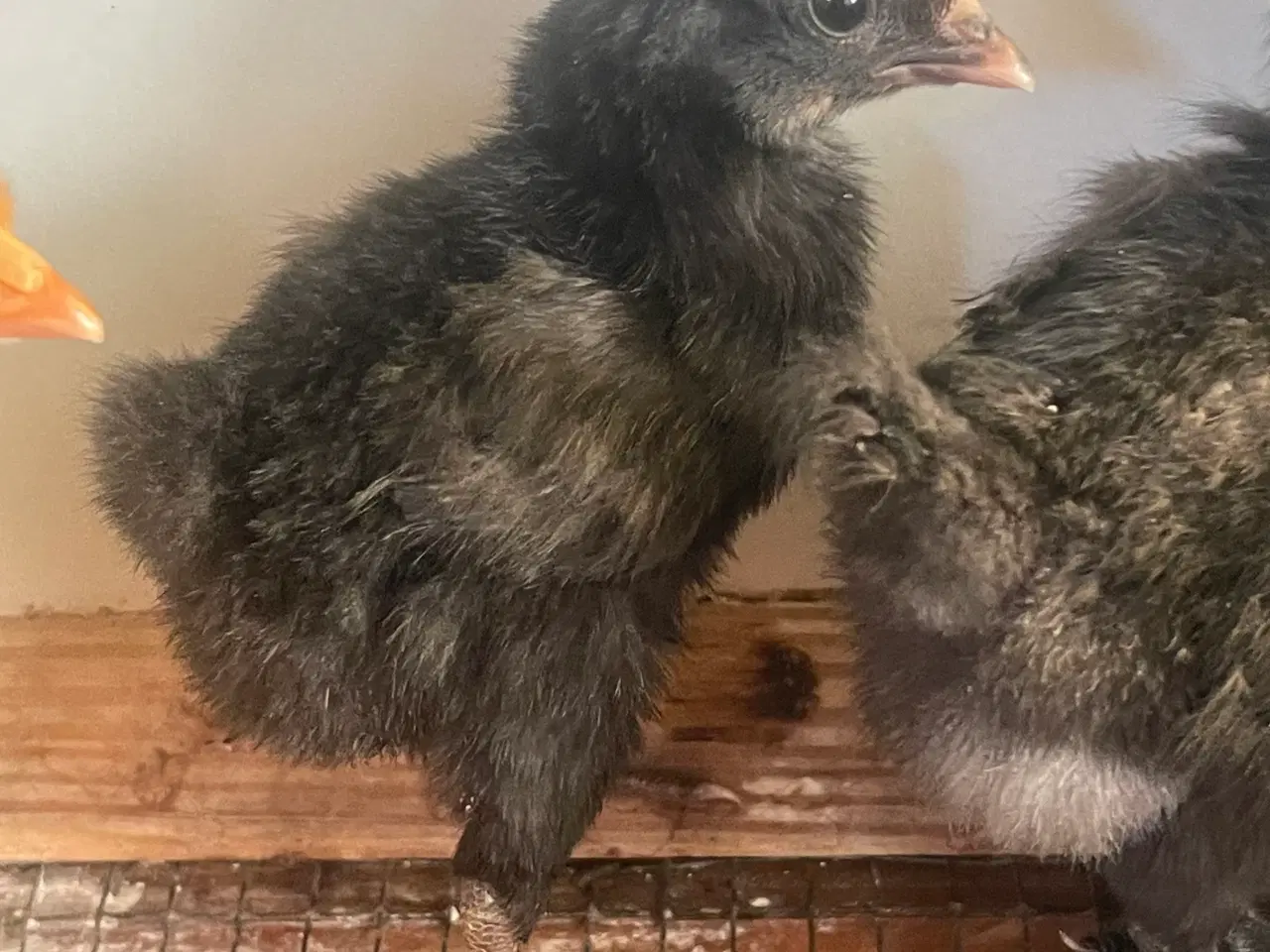 Billede 1 - Moderne engelske dværg kamphøns