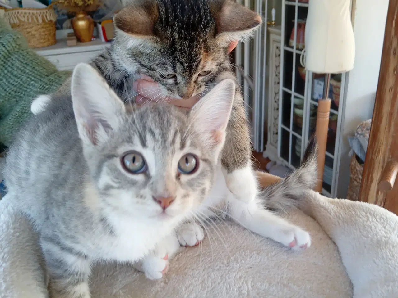 Billede 10 - Maincoon blanding