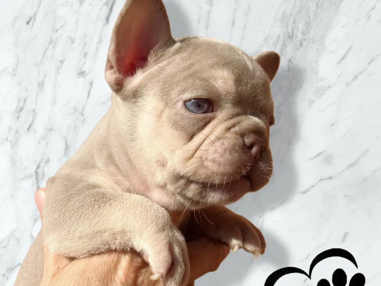 Billede 6 - Fransk bulldog hvalpe m stamtavle fra Avlsgodkende
