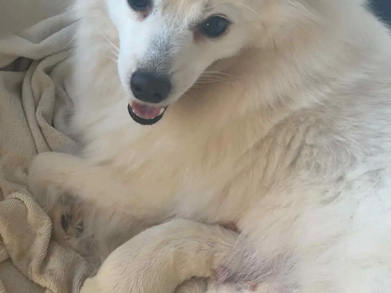 Billede 6 - Skønne & Søde Familie Bamser