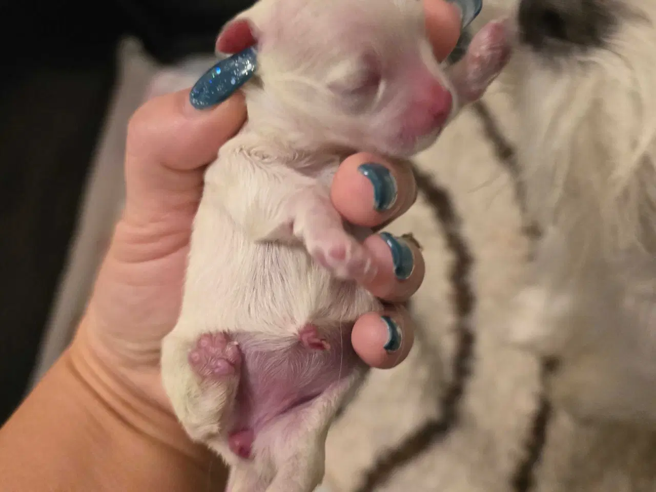 Billede 3 - Malteser hvalp