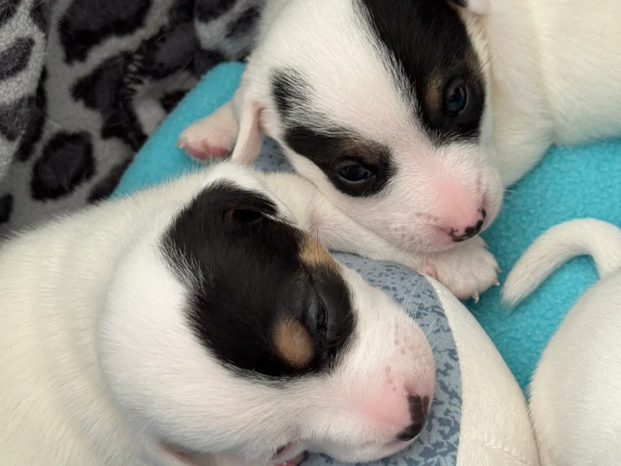 Billede 2 - Jack Russell hvalpe – klar til nye kærlige hjem fr