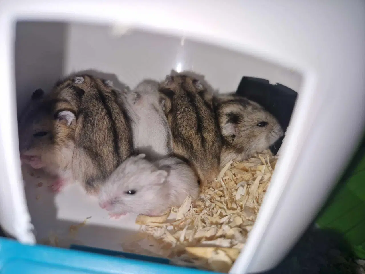 Billede 1 - Hamsterunger født for en måned siden