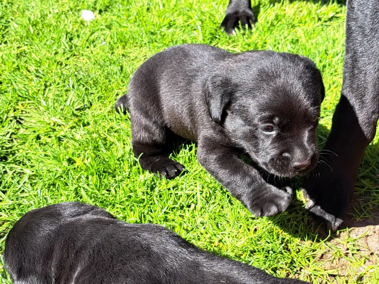 Billede 3 - Labrador F1 hvalpe 