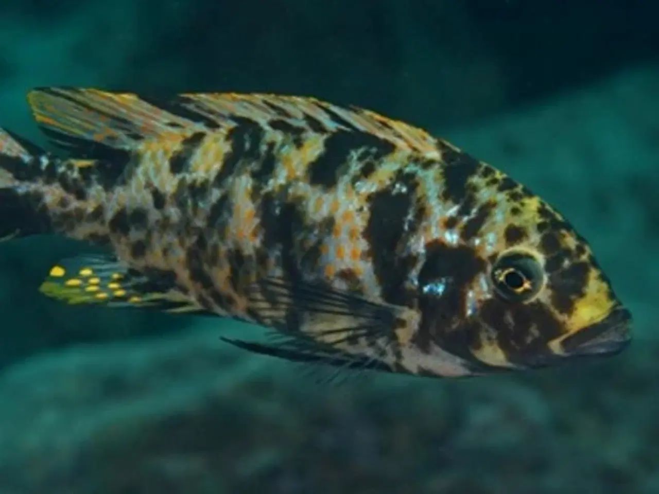 Billede 3 - Maylandia Zebra - Chiwi Rocks